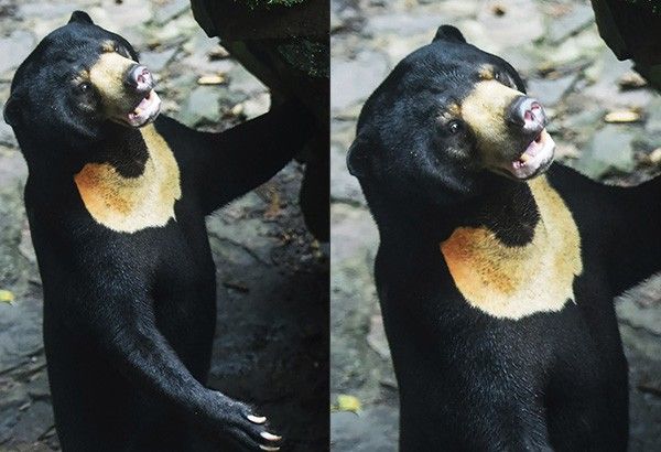 'I'm a sun bear!': Bear in viral video denies being Chinese zoo staff in costume; biologist supports claim